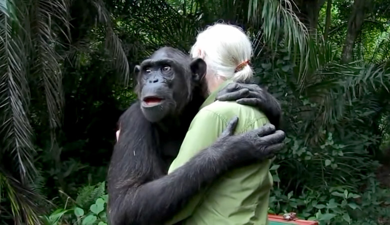 Jane Goodall e scimpanzè