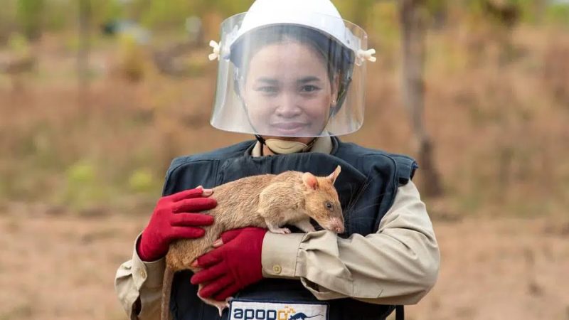 APOPO, la fabbrica dei topi eroi